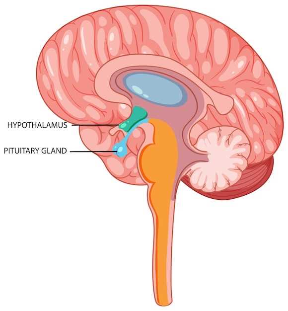 Что такое тройничный нерв и его роль в организме