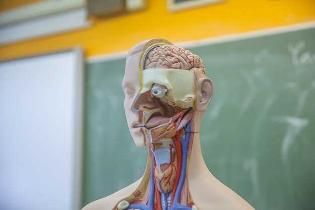 Местонахождение тройничного нерва в человеческом лице