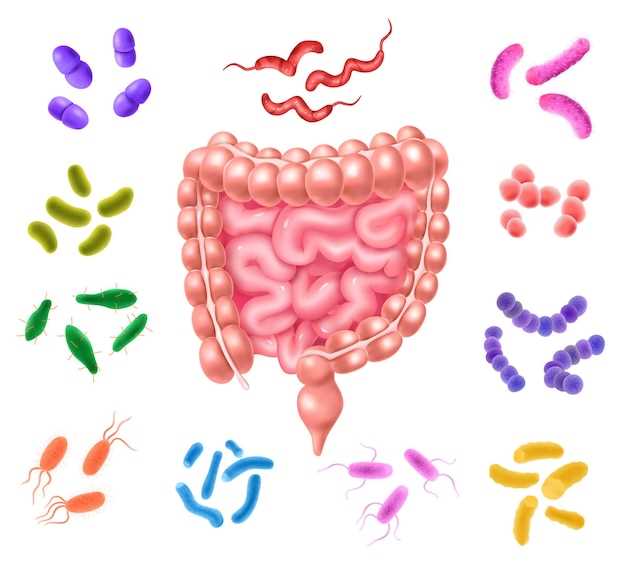 Какие бактерии обитают в желудке человека