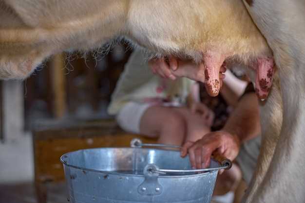 Как узнать, что у собаки началось выраженное лактационное период, и можно ли использовать ее молоко для своих нужд?