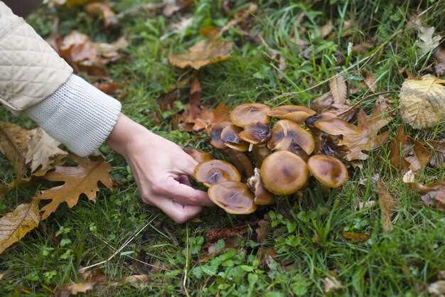 Почему грибы противопоказаны детям до 3 лет