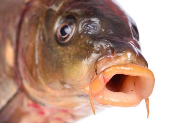 Рот у рыбы: анатомическое строение и функции